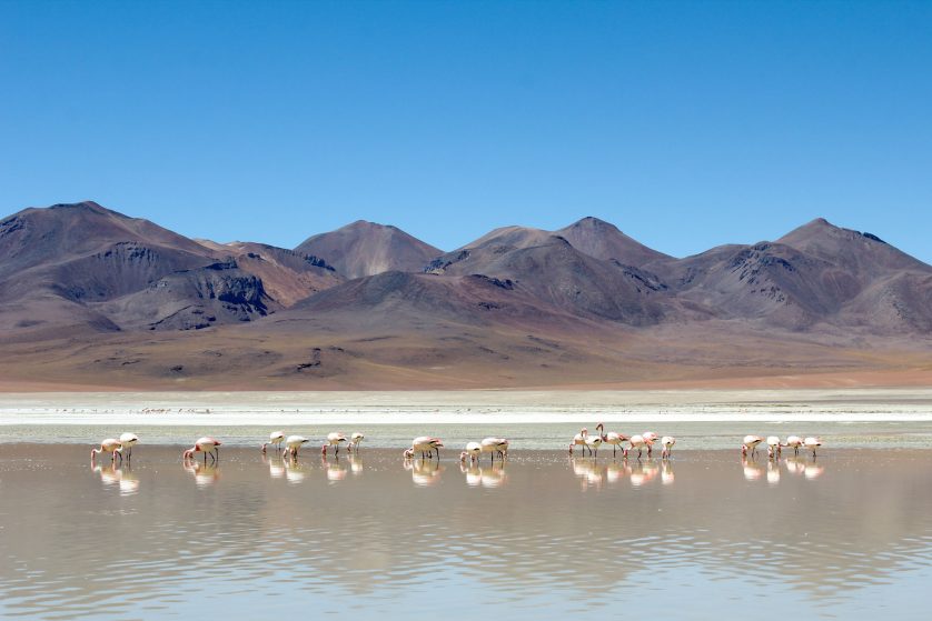 {{brizy_dc_image_alt imageSrc=